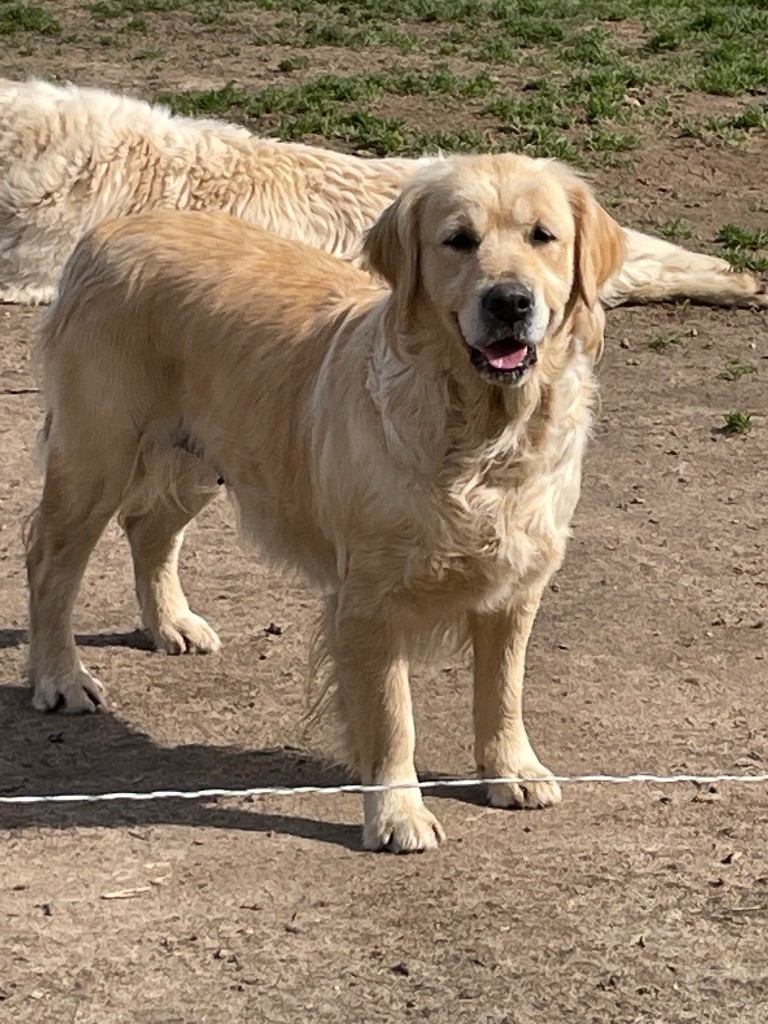 Oh merci h'ostrea de la belle lady