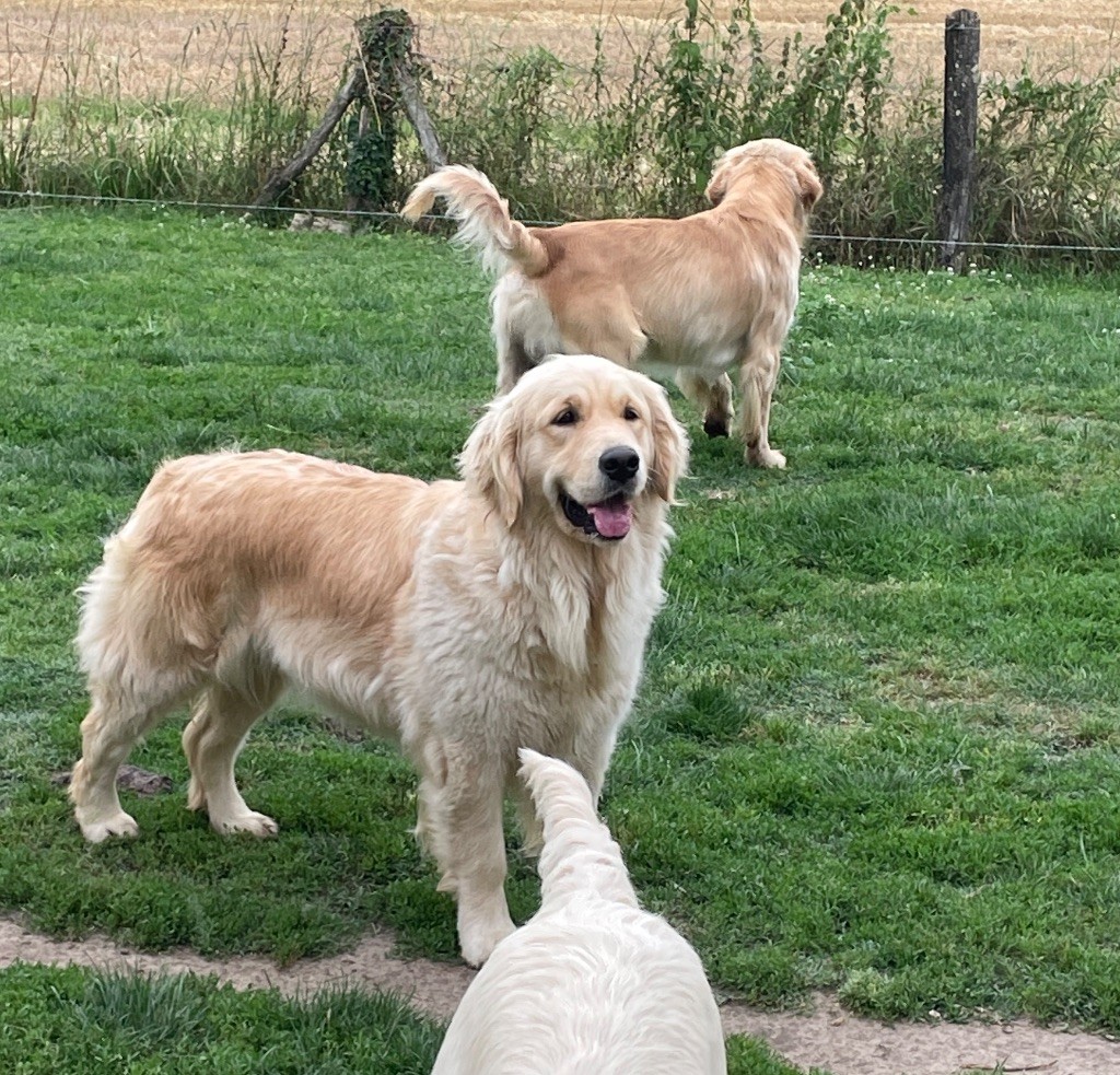 T'es belle Du Cyr D'Or